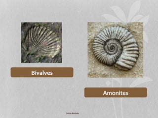 Bivalves
Amonites
Sónia Bártolo
 