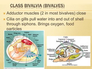 CLASS BIVALVIA (BIVALVES)
 Adductor muscles (2 in most bivalves) close
 Cilia on gills pull water into and out of shell
through siphons. Brings oxygen, food
particles
 