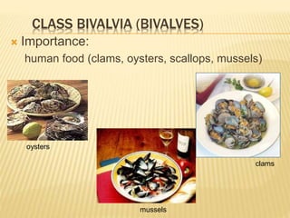 CLASS BIVALVIA (BIVALVES)
 Importance:
human food (clams, oysters, scallops, mussels)
clams
mussels
oysters
 