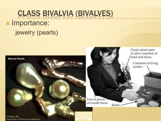 CLASS BIVALVIA (BIVALVES)
 Importance:
jewelry (pearls)
 