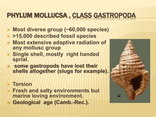 PHYLUM MOLLUCSA , CLASS GASTROPODA
 Most diverse group (~60,000 species)
 >15,000 described fossil species
 Most extensive adaptive radiation of
any mollusc group
 Single shell, mostly right handed
sprial.
 some gastropods have lost their
shells altogether (slugs for example).
 Torsion
 Fresh and salty environments but
marine loving environment.
 Geological age (Camb.-Rec.).
 
