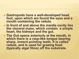  Gastropods have a well-developed head
foot, upon which are found the eyes and a
mouth containing the radula.
 In front of and above the mantle cavity lies
the visceral mass, which contain a simple
heart, the kidneys and the gut.
 The Gut opens anteriorly at the mouth, in
which there is a rasp-like tongue bearing
sharp, inward pointing teeth. It is called
radula, and is used for grazing food
(typically algal films) off the substrate.
 
