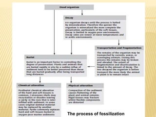 The process of fossilization
 