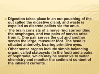  Digestion takes place in an out-pouching of the
gut called the digestive gland, and waste is
expelled as discrete pellets via the anus.
 The brain consists of a nerve ring surrounding
the oesphagus, and two pairs of nerves arise
from it. One pair serves the gut and another
serves the large, muscular foot. The head is
situated anteriorly, bearing primitive eyes.
 Other sense organs include simple balancing
organ, called statocysts (in the foot) and a pairs
of osphradia, which may be sensitive to water
chemistry and monitor the sediment content of
the inhalent currents.
 
