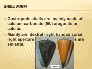 SHELL FORM
 Gastropods shells are mainly made of
calcium carbonate (96/) aragonite or
calcite.
 Mainly are dextral (right handed sprial,
right aperture ) but a few rare cases are
sinistral.
 