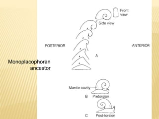 Monoplacophoran
ancestor
 