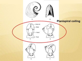 Planispiral coiling
 