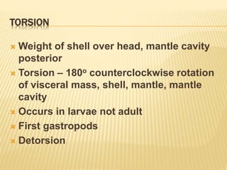 TORSION
 Weight of shell over head, mantle cavity
posterior
 Torsion – 180o counterclockwise rotation
of visceral mass, shell, mantle, mantle
cavity
 Occurs in larvae not adult
 First gastropods
 Detorsion
 