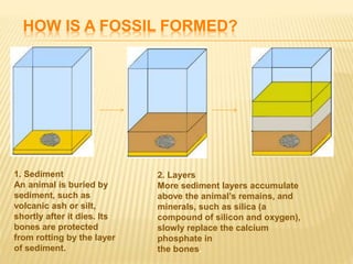 HOW IS A FOSSIL FORMED?
1. Sediment
An animal is buried by
sediment, such as
volcanic ash or silt,
shortly after it dies. Its
bones are protected
from rotting by the layer
of sediment.
2. Layers
More sediment layers accumulate
above the animal’s remains, and
minerals, such as silica (a
compound of silicon and oxygen),
slowly replace the calcium
phosphate in
the bones.
 