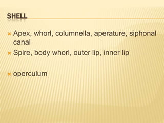 SHELL
 Apex, whorl, columnella, aperature, siphonal
canal
 Spire, body whorl, outer lip, inner lip
 operculum
 