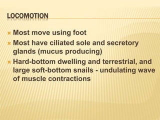 LOCOMOTION
 Most move using foot
 Most have ciliated sole and secretory
glands (mucus producing)
 Hard-bottom dwelling and terrestrial, and
large soft-bottom snails - undulating wave
of muscle contractions
 