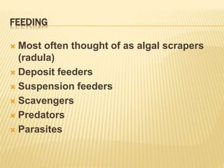 FEEDING
 Most often thought of as algal scrapers
(radula)
 Deposit feeders
 Suspension feeders
 Scavengers
 Predators
 Parasites
 