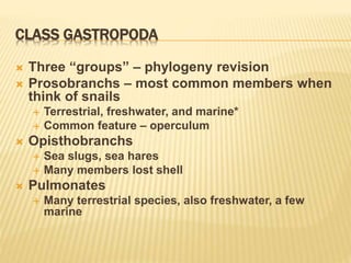 CLASS GASTROPODA
 Three “groups” – phylogeny revision
 Prosobranchs – most common members when
think of snails
 Terrestrial, freshwater, and marine*
 Common feature – operculum
 Opisthobranchs
 Sea slugs, sea hares
 Many members lost shell
 Pulmonates
 Many terrestrial species, also freshwater, a few
marine
 