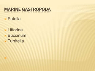 MARINE GASTROPODA
 Patella
 Littorina
 Buccinum
 Turritella

 