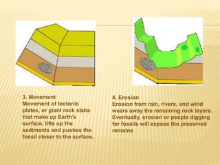 3. Movement
Movement of tectonic
plates, or giant rock slabs
that make up Earth’s
surface, lifts up the
sediments and pushes the
fossil closer to the surface.
4. Erosion
Erosion from rain, rivers, and wind
wears away the remaining rock layers.
Eventually, erosion or people digging
for fossils will expose the preserved
remains.
 