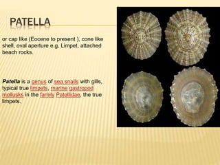 PATELLA
Patella is a genus of sea snails with gills,
typical true limpets, marine gastropod
mollusks in the family Patellidae, the true
limpets.
or cap like (Eocene to present ), cone like
shell, oval aperture e.g, Limpet, attached
beach rocks.
 