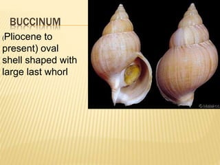 BUCCINUM
(Pliocene to
present) oval
shell shaped with
large last whorl
 