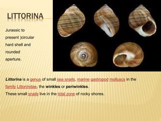 LITTORINA
Littorina is a genus of small sea snails, marine gastropod molluscs in the
family Littorinidae, the winkles or periwinkles.
These small snails live in the tidal zone of rocky shores.
Jurassic to
present )circular
hard shell and
rounded
aperture.
 