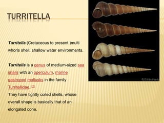 TURRITELLA
Turritella (Cretaceous to present )multi
whorls shell, shallow water environments.
Turritella is a genus of medium-sized sea
snails with an operculum, marine
gastropod mollusks in the family
Turritellidae. [2]
They have tightly coiled shells, whose
overall shape is basically that of an
elongated cone.
 