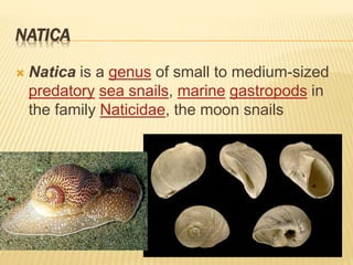 NATICA
 Natica is a genus of small to medium-sized
predatory sea snails, marine gastropods in
the family Naticidae, the moon snails
 