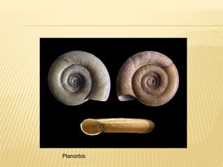 Planorbis
 