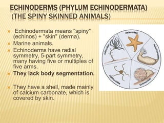 ECHINODERMS (PHYLUM ECHINODERMATA)
(THE SPINY SKINNED ANIMALS)
 Echinodermata means "spiny"
(echinos) + "skin" (derma).
 Marine animals.
 Echinoderms have radial
symmetry, 5-part symmetry,
many having five or multiples of
five arms.
 They lack body segmentation.
 They have a shell, made mainly
of calcium carbonate, which is
covered by skin.
 