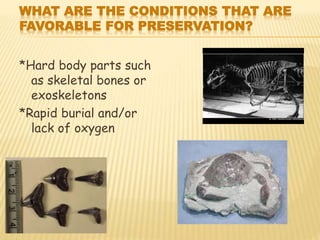 WHAT ARE THE CONDITIONS THAT ARE
FAVORABLE FOR PRESERVATION?
*Hard body parts such
as skeletal bones or
exoskeletons
*Rapid burial and/or
lack of oxygen
 