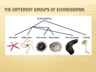 THE DIFFERENT GROUPS OF ECHINODERMS
 