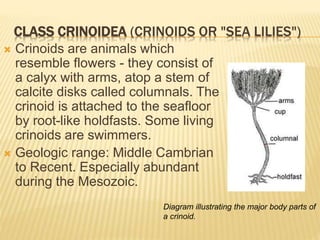 CLASS CRINOIDEA (CRINOIDS OR "SEA LILIES")
 Crinoids are animals which
resemble flowers - they consist of
a calyx with arms, atop a stem of
calcite disks called columnals. The
crinoid is attached to the seafloor
by root-like holdfasts. Some living
crinoids are swimmers.
 Geologic range: Middle Cambrian
to Recent. Especially abundant
during the Mesozoic.
Diagram illustrating the major body parts of
a crinoid.
 
