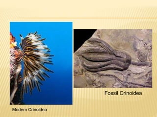 Fossil Crinoidea
Modern Crinoidea
 
