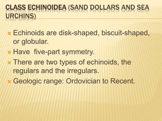 CLASS ECHINOIDEA (SAND DOLLARS AND SEA
URCHINS)
 Echinoids are disk-shaped, biscuit-shaped,
or globular.
 Have five-part symmetry.
 There are two types of echinoids, the
regulars and the irregulars.
 Geologic range: Ordovician to Recent.
 