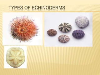 TYPES OF ECHINODERMS
 