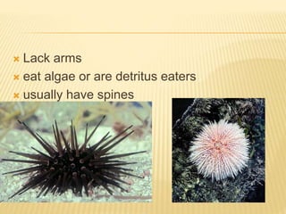  Lack arms
 eat algae or are detritus eaters
 usually have spines
 