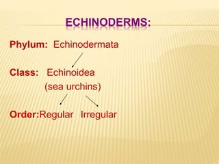 ECHINODERMS:
Phylum: Echinodermata
Class: Echinoidea
(sea urchins)
Order:Regular Irregular
 