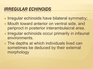 IRREGULAR ECHINOIDS
 Irregular echinoids have bilateral symmetry;
 Mouth toward anterior on ventral side, and
periproct in posterior interambulacral area.
 Irregular echinoids occur primarily in infaunal
environments.
 The depths at which individuals lived can
sometimes be deduced by their external
morphology
 
