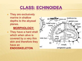 CLASS: ECHINOIDEA
 They are exclusively
marine in shallow
depths to the abyssal
planes.
MORPHOLOGY:
 They have a hard shell
which when alive is
covered by a very thin
skin and therefore they
have an
ENDOSKELETON.
 
