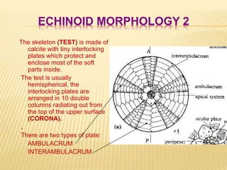 ECHINOID MORPHOLOGY 2
The skeleton (TEST) is made of
calcite with tiny interlocking
plates which protect and
enclose most of the soft
parts inside.
The test is usually
hemispherical, the
interlocking plates are
arranged in 10 double
columns radiating out from
the top of the upper surface
(CORONA).
.
There are two types of plate:
AMBULACRUM
INTERAMBULACRUM
 