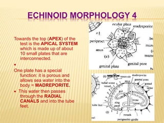ECHINOID MORPHOLOGY 4
Towards the top (APEX) of the
test is the APICAL SYSTEM
which is made up of about
10 small plates that are
interconnected.

One plate has a special
function: it is porous and
allows sea water into the
body = MADREPORITE.
 This water then passes
through the RADIAL
CANALS and into the tube
feet.
 