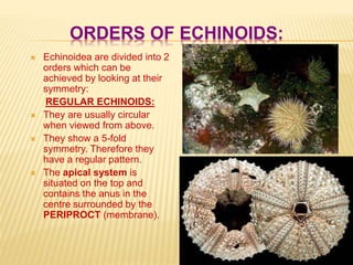 ORDERS OF ECHINOIDS:
 Echinoidea are divided into 2
orders which can be
achieved by looking at their
symmetry:
REGULAR ECHINOIDS:
 They are usually circular
when viewed from above.
 They show a 5-fold
symmetry. Therefore they
have a regular pattern.
 The apical system is
situated on the top and
contains the anus in the
centre surrounded by the
PERIPROCT (membrane).
 