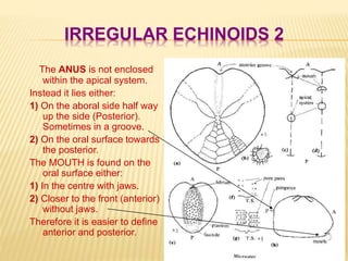IRREGULAR ECHINOIDS 2
The ANUS is not enclosed
within the apical system.
Instead it lies either:
1) On the aboral side half way
up the side (Posterior).
Sometimes in a groove.
2) On the oral surface towards
the posterior.
The MOUTH is found on the
oral surface either:
1) In the centre with jaws.
2) Closer to the front (anterior)
without jaws.
Therefore it is easier to define
anterior and posterior.
 