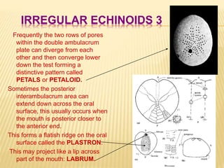 IRREGULAR ECHINOIDS 3
Frequently the two rows of pores
within the double ambulacrum
plate can diverge from each
other and then converge lower
down the test forming a
distinctive pattern called
PETALS or PETALOID.
Sometimes the posterior
interambulacrum area can
extend down across the oral
surface, this usually occurs when
the mouth is posterior closer to
the anterior end.
This forms a flatish ridge on the oral
surface called the PLASTRON.
This may project like a lip across
part of the mouth: LABRUM.
 