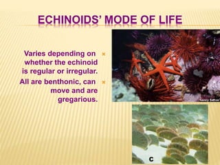 ECHINOIDS’ MODE OF LIFE
Varies depending on
whether the echinoid
is regular or irregular.
All are benthonic, can
move and are
gregarious.
 
