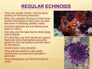 REGULAR ECHINOIDS
 They are usually mobile, moving about
looking for food and protection.
 Many are capable of living on hard rocks:
anchor themselves to the rocks via tube
feet even in relatively shallow water.
 Common between the sub littoral zone
down to 100 m.
 Can also use the tube feet to climb steep
rock surfaces.
 On sand they use their spines to support
them and move themselves using the
spines on the oral surface and low down
on the aboral.
 Could move in any direction.
 They eat sea weed but also partly
carnivorous: bryozoa and sponges in
particular.
 Have strong jaws e.g. Echinus lives on
rocks.
 