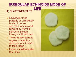 IRREGULAR ECHINOIDS MODE OF
LIFE
A) FLATTENED TEST:
 Clypeaster lived
partially or completely
buried in loose
sediment and moved
forward by moving
spines to plough
through soft sediment.
 The tube feet extract
organic matter from
sediment and transfer
to food tubes.
 Lives in shallow water
0.5 - 5 m.
 