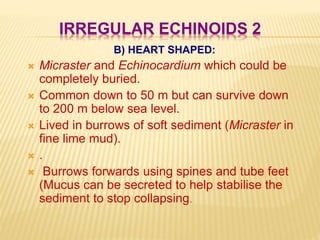 IRREGULAR ECHINOIDS 2
B) HEART SHAPED:
 Micraster and Echinocardium which could be
completely buried.
 Common down to 50 m but can survive down
to 200 m below sea level.
 Lived in burrows of soft sediment (Micraster in
fine lime mud).
 .
 Burrows forwards using spines and tube feet
(Mucus can be secreted to help stabilise the
sediment to stop collapsing.
 