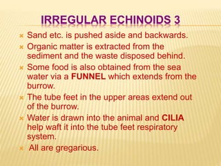IRREGULAR ECHINOIDS 3
 Sand etc. is pushed aside and backwards.
 Organic matter is extracted from the
sediment and the waste disposed behind.
 Some food is also obtained from the sea
water via a FUNNEL which extends from the
burrow.
 The tube feet in the upper areas extend out
of the burrow.
 Water is drawn into the animal and CILIA
help waft it into the tube feet respiratory
system.
 All are gregarious.
 