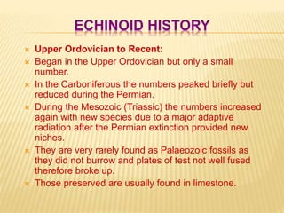 ECHINOID HISTORY
 Upper Ordovician to Recent:
 Began in the Upper Ordovician but only a small
number.
 In the Carboniferous the numbers peaked briefly but
reduced during the Permian.
 During the Mesozoic (Triassic) the numbers increased
again with new species due to a major adaptive
radiation after the Permian extinction provided new
niches.
 They are very rarely found as Palaeozoic fossils as
they did not burrow and plates of test not well fused
therefore broke up.
 Those preserved are usually found in limestone.
 