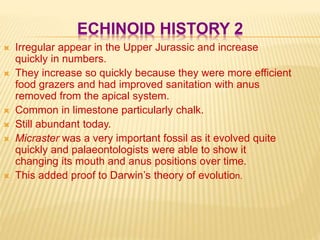 ECHINOID HISTORY 2
 Irregular appear in the Upper Jurassic and increase
quickly in numbers.
 They increase so quickly because they were more efficient
food grazers and had improved sanitation with anus
removed from the apical system.
 Common in limestone particularly chalk.
 Still abundant today.
 Micraster was a very important fossil as it evolved quite
quickly and palaeontologists were able to show it
changing its mouth and anus positions over time.
 This added proof to Darwin’s theory of evolution.
 
