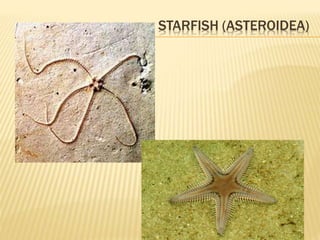 STARFISH (ASTEROIDEA)
 