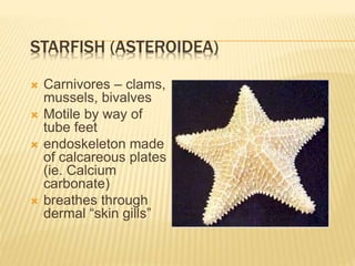 STARFISH (ASTEROIDEA)
 Carnivores – clams,
mussels, bivalves
 Motile by way of
tube feet
 endoskeleton made
of calcareous plates
(ie. Calcium
carbonate)
 breathes through
dermal “skin gills”
 